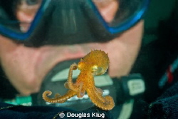 Tiny Dancer. A diver meets a pygmy octopus at Anacapa Isl... by Douglas Klug 